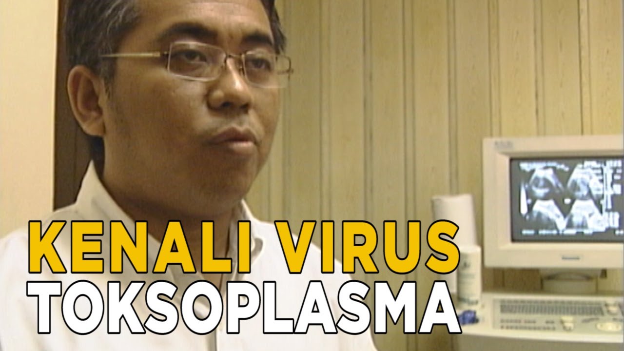 Toksoplasma virus ganas momok para ibu hamil | JELANG SIANG