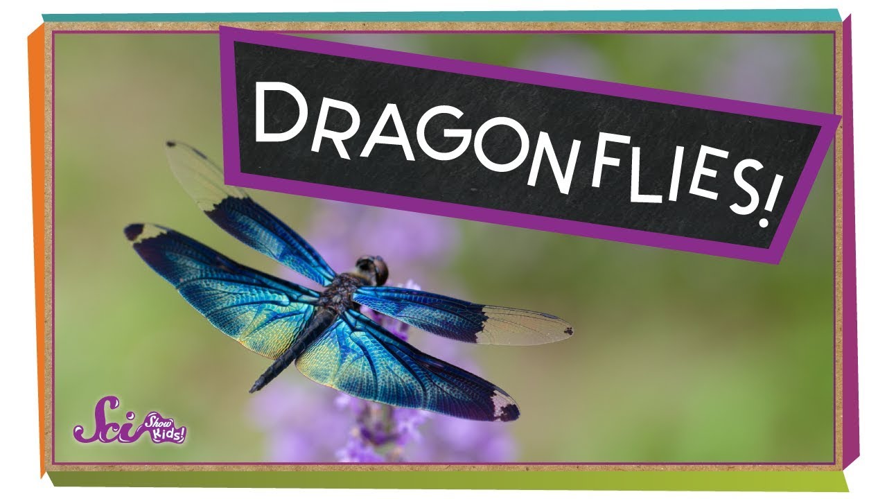 Super Strong Dragonflies!