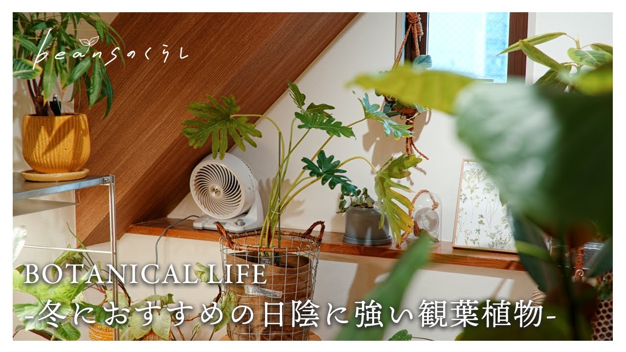 日当たりが悪くても育てやすい観葉植物6選