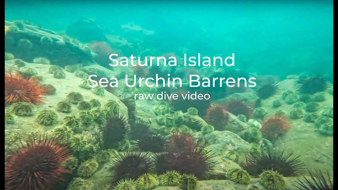 Saturna Island Sea Urchin Barren, raw dive footage
