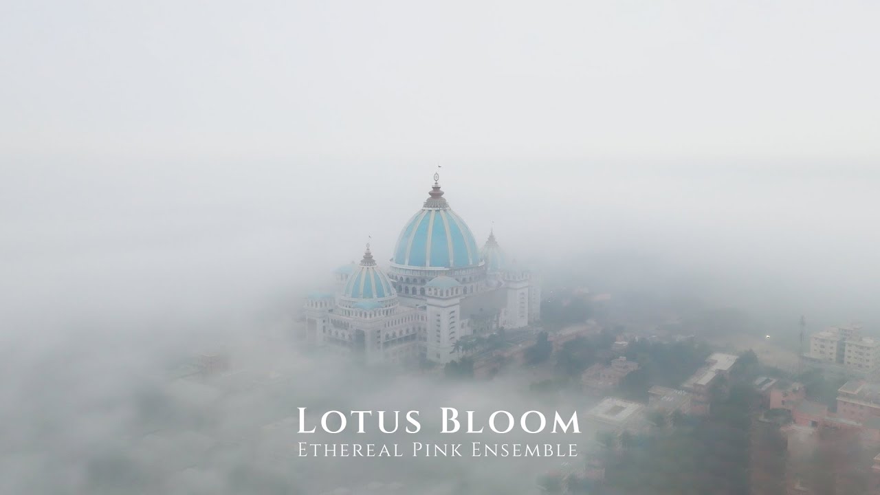 Lotus Bloom - Ethereal Pink Ensemble