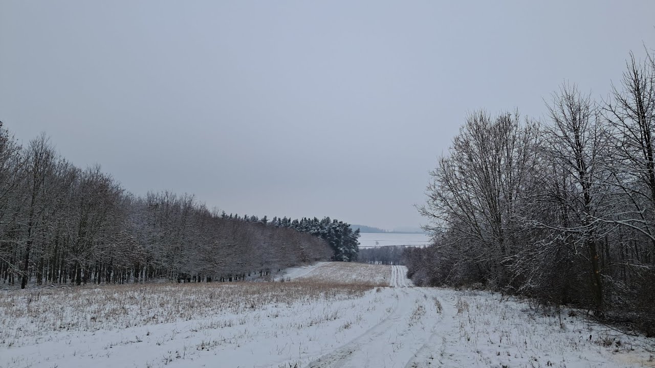 Walking through snowy forest