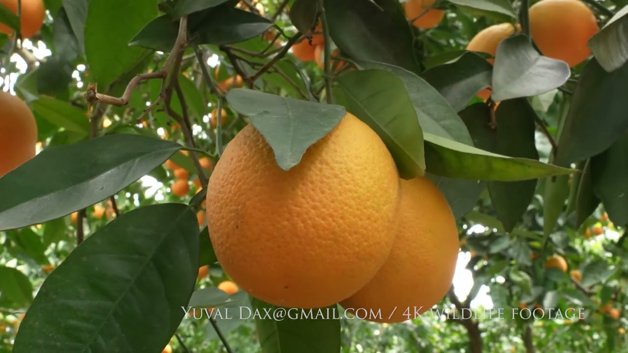 Orange tree  / עץ תפוז