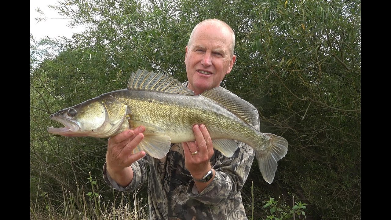Zander fishing river Severn 21th July 2023