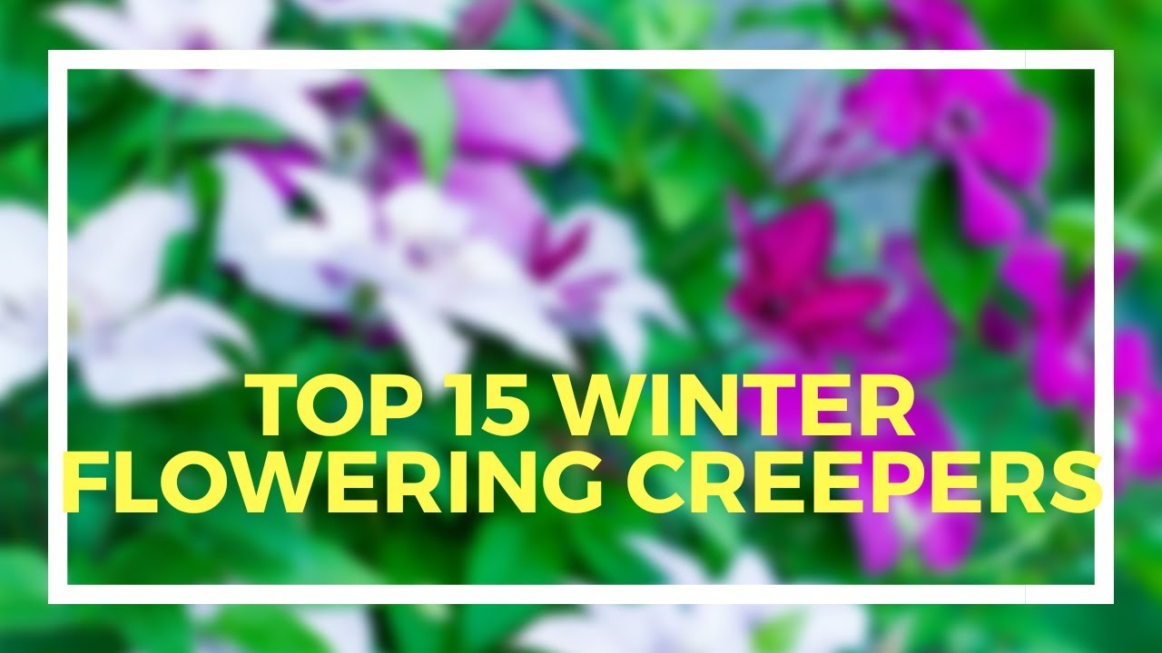 Top 15 winter flowering creeper plants || Backyard Gardening