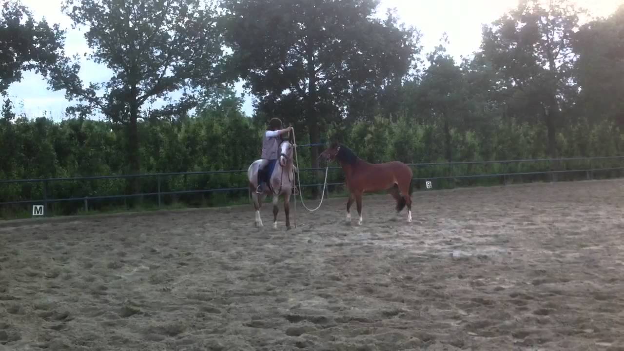Handpaarden tweede keer
