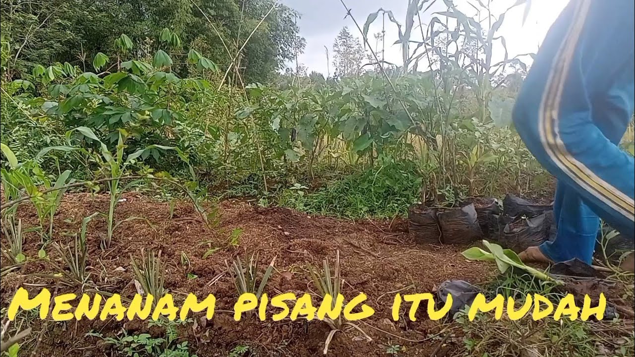 Tanam pisang kavendis@taningugal 