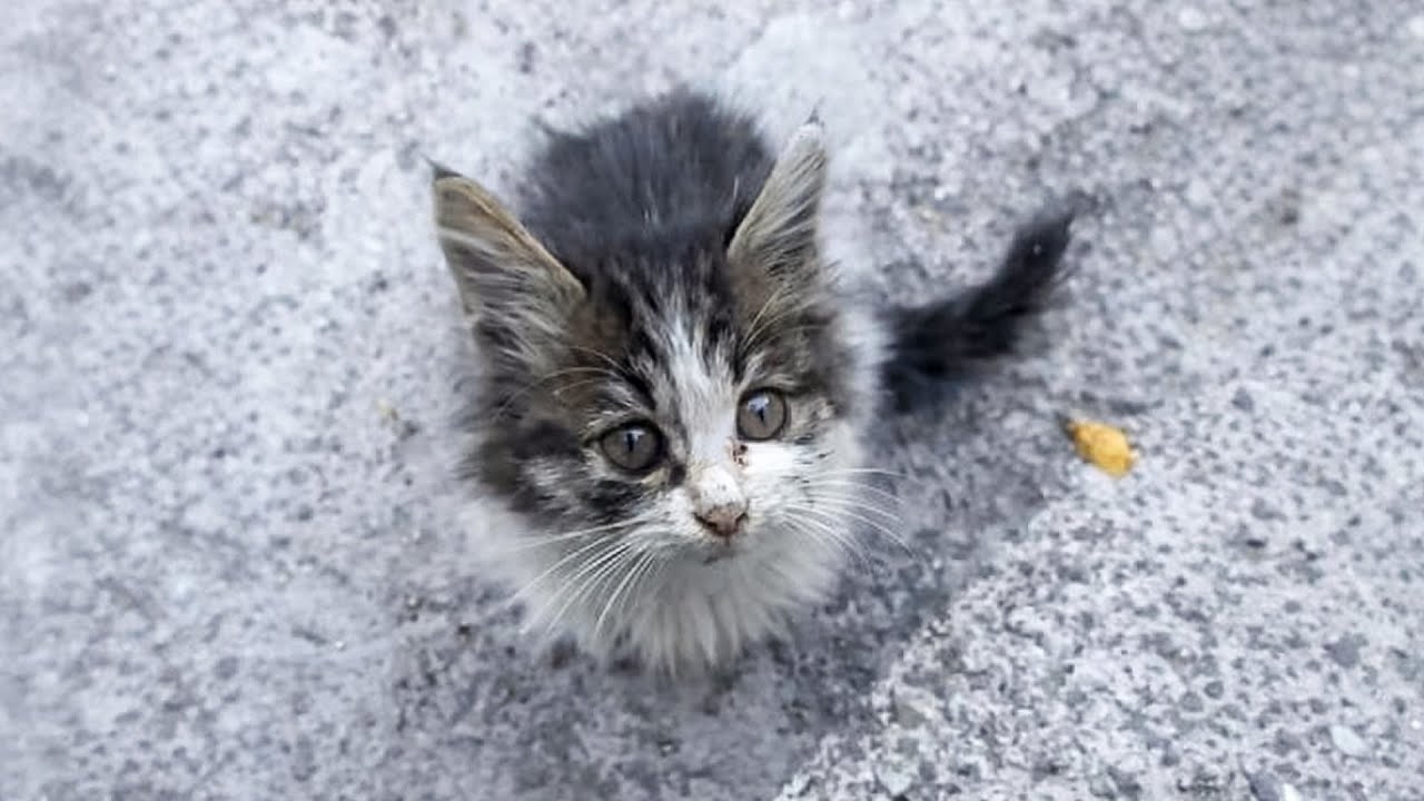I Let a Stray Cat Follow Me Home and Here's What Happened Next was AMAZING