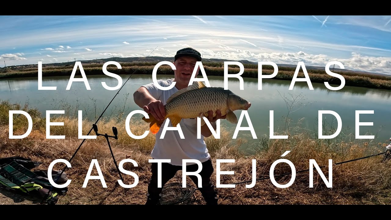 LAS CARPAS DEL CANAL
