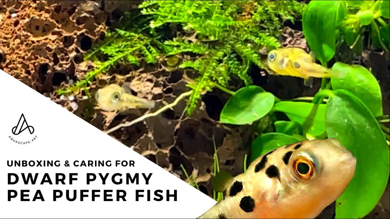 Unboxing & care: Dwarf Pygmy Pea Puffer fish perfect for nano tank
