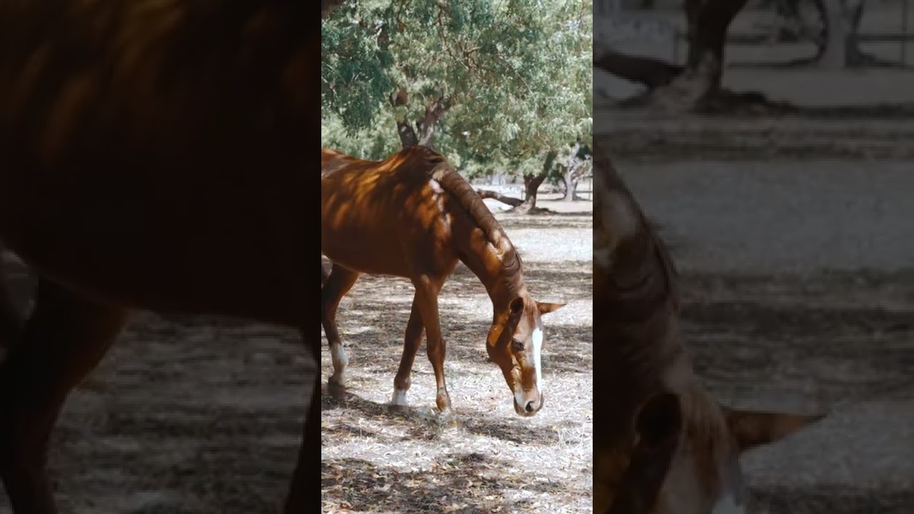 [PointFOOTAGE] Animals - Horse chestnut female in pasture - Vertical FS - 11760167