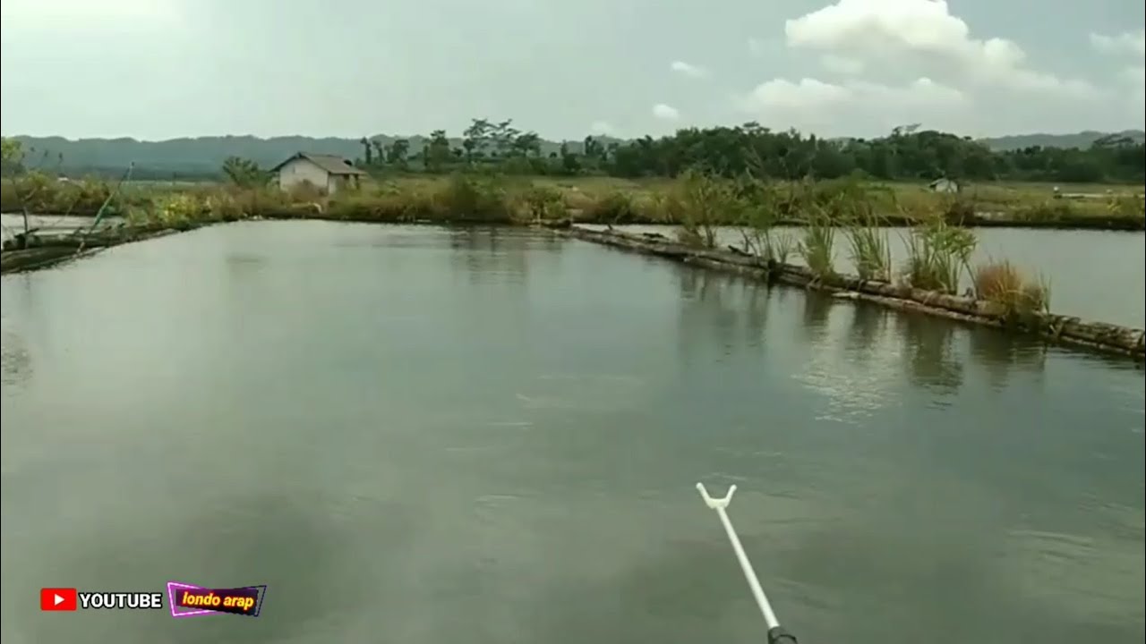 Mancing di sini selalu ada poin part 1‼️mancing nahol umpan lumut @londo arap