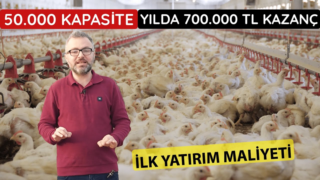 ETLİK PİLİÇ YETİŞTİRİCİLİĞİ | BROİLER TAVUK ÇİFTLİĞİ KURMAK MALİYET VE KAZANCI