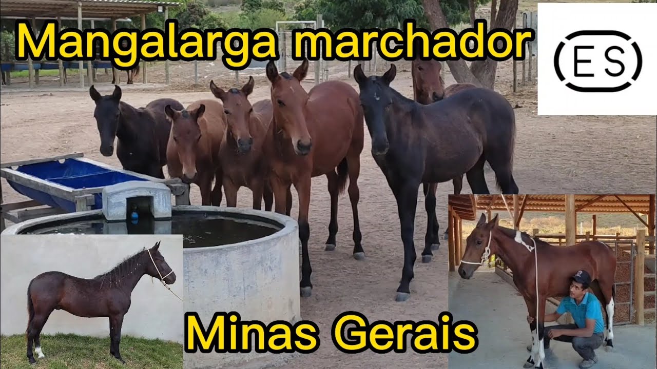 Mangalarga Marchador em Minas Gerais, fui visitar o Haras Do Estolano!