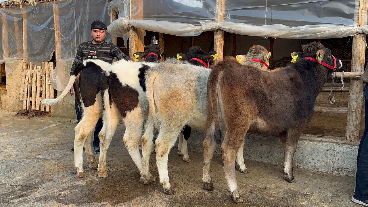 FERMINIY ZOTLI HUNOJINL 100- GA YUZ PULI QULAY 