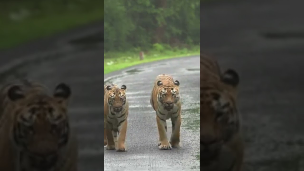India's comeback in tiger conservation