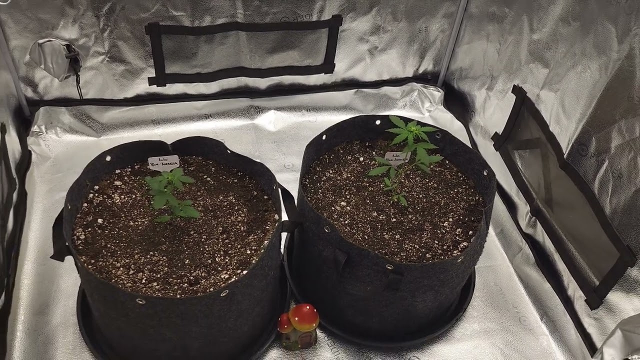 &lrm;@SpiderFarmer&nbsp; #G5000  grow series-episode 26: what did I do now...