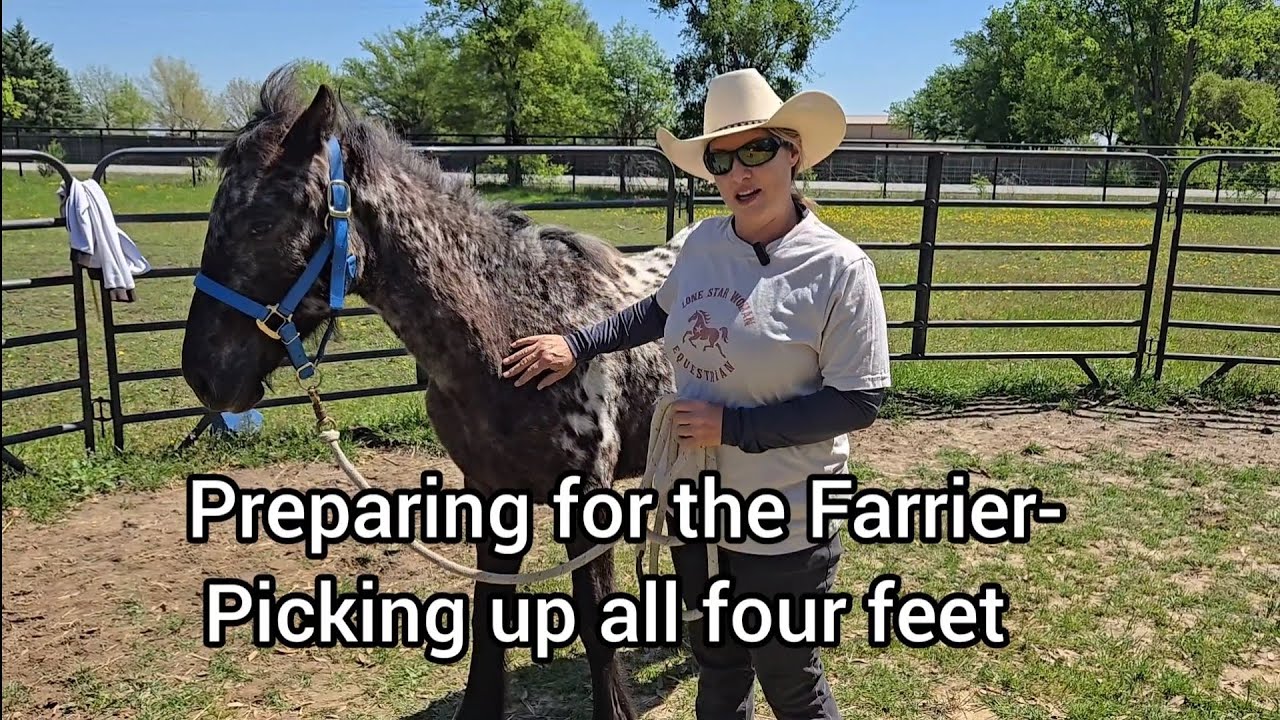 Preparing your horse for the farrier, picking up all four feet