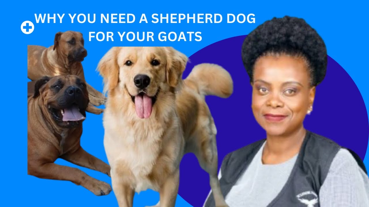 GOAT FARMING IN South Africa- Why You Need Shepherd Dogs For Your GOATS