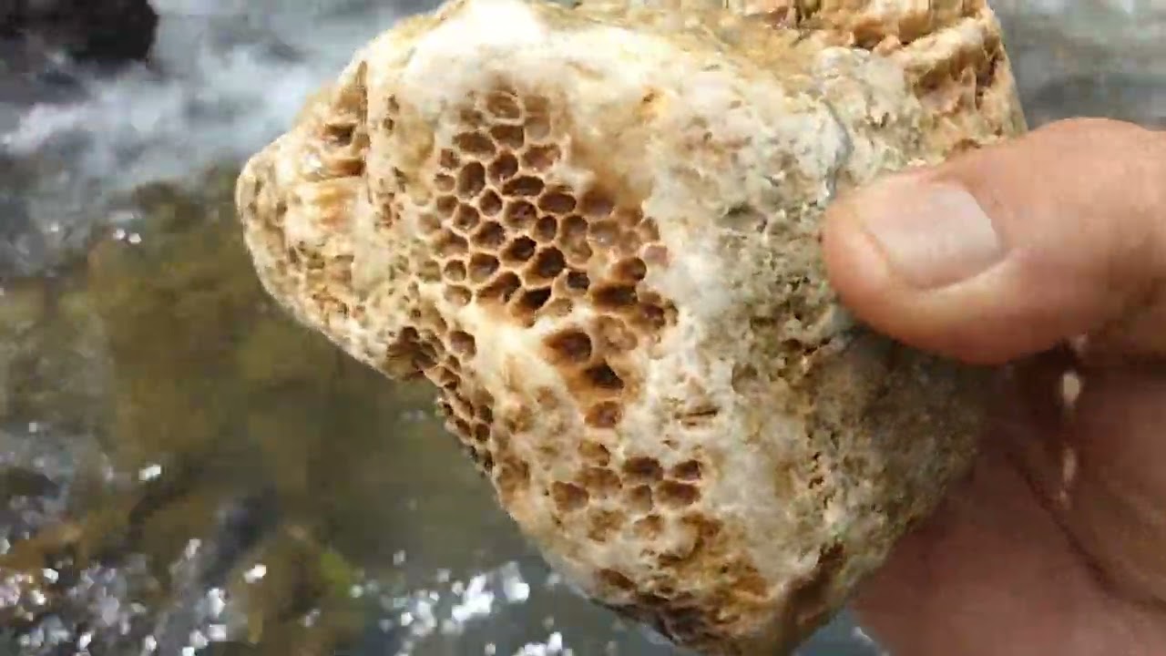 Batu fosil teratai ada di sungai Bongas Tasikmalaya.