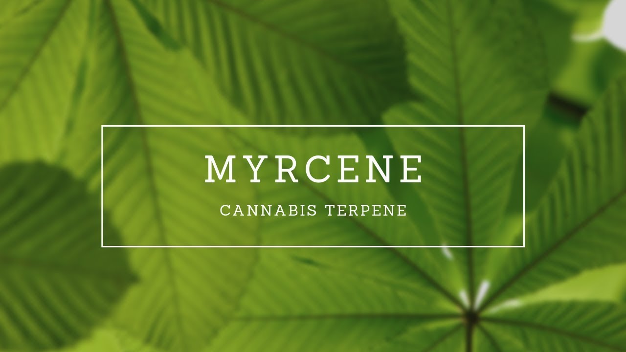 Myrcene I Terpene I   Dr. Pepper Hernandez