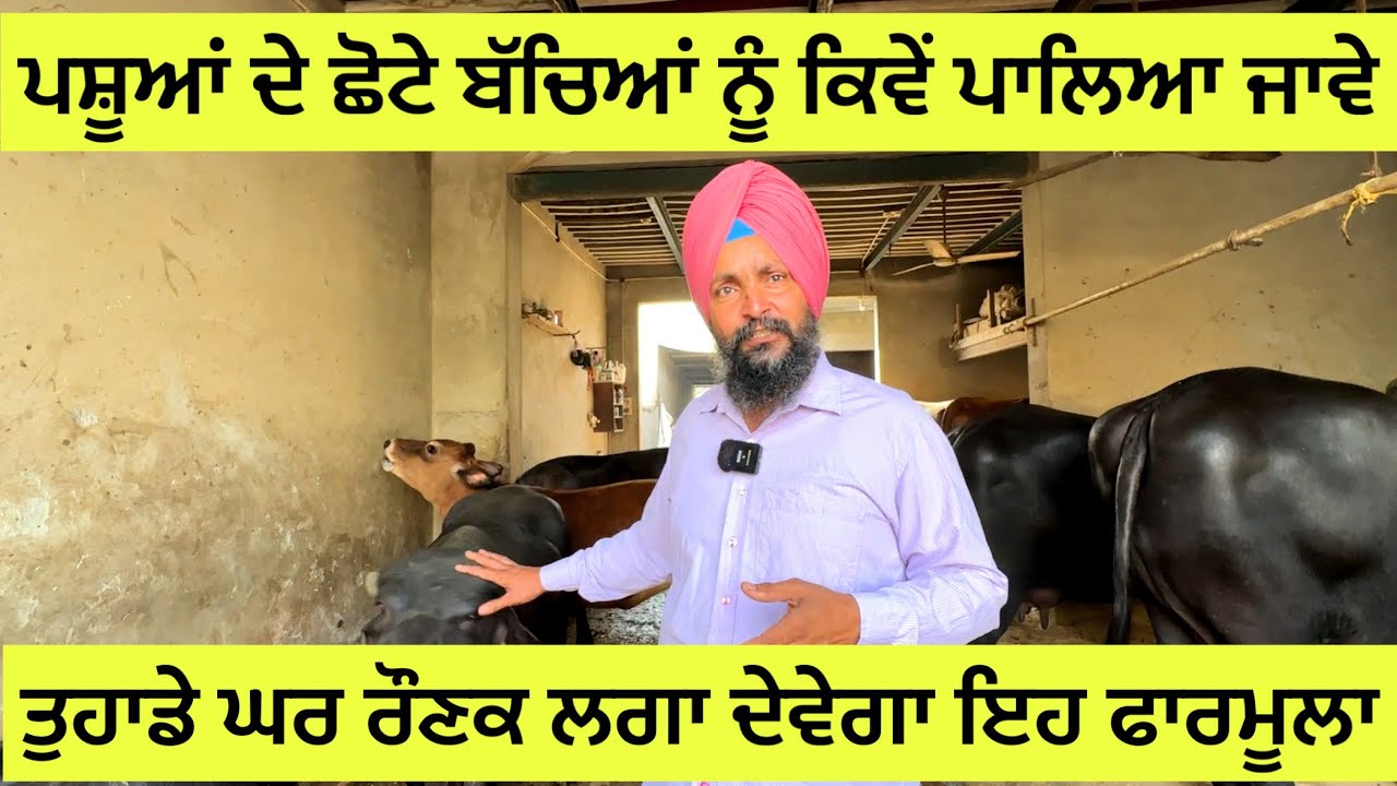 ਤੁਹਾਡੇ ਘਰ ਰੌਣਕ ਲਗਾ ਦੇਵੇਗਾ ਇਹ ਫਾਰਮੂਲਾ , ਕਿਵੇਂ ਪਾਲੇ ਜਾਣ ਛੋਟੇ ਪਸ਼ੂ
