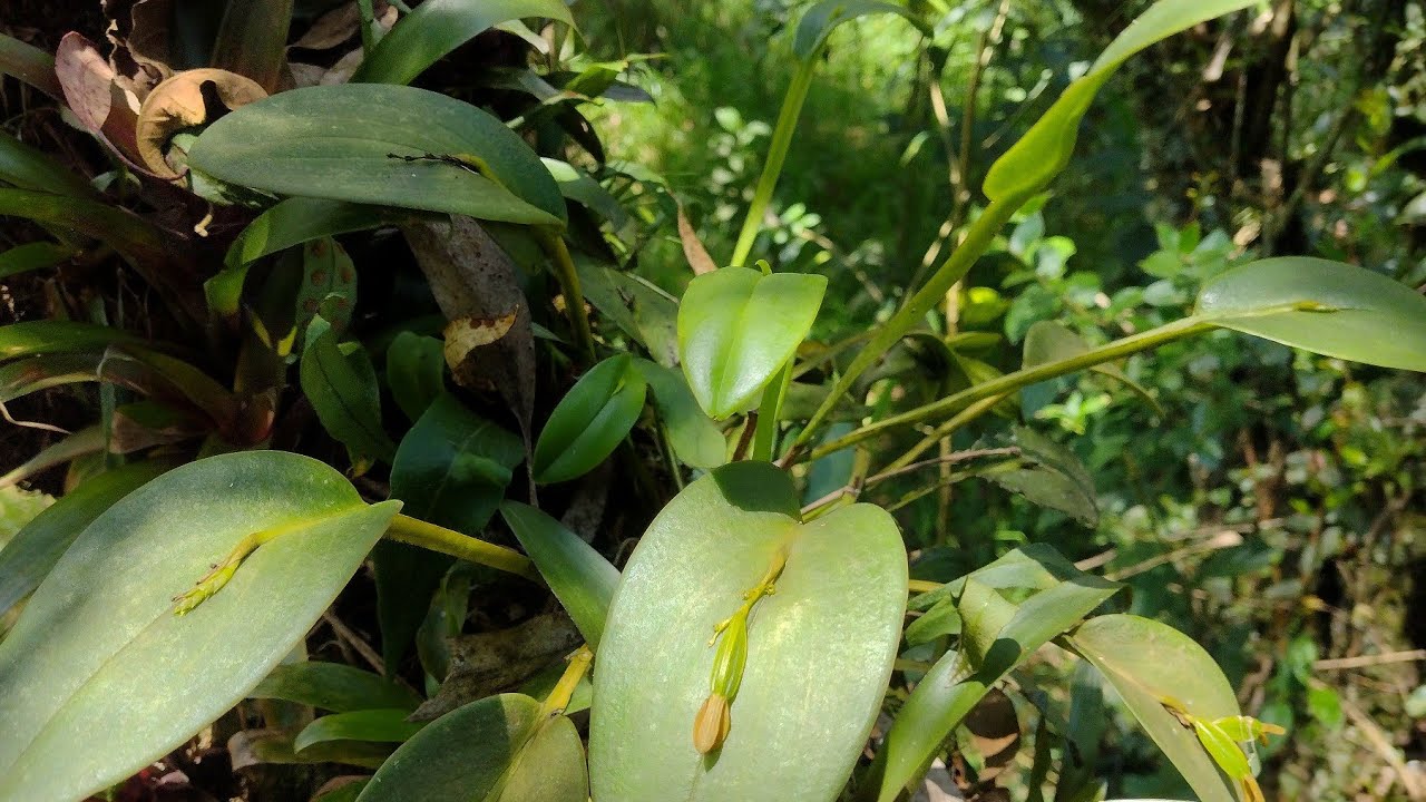Orquidea in situ  Acianthera capensis (pleurothallis casapensis)