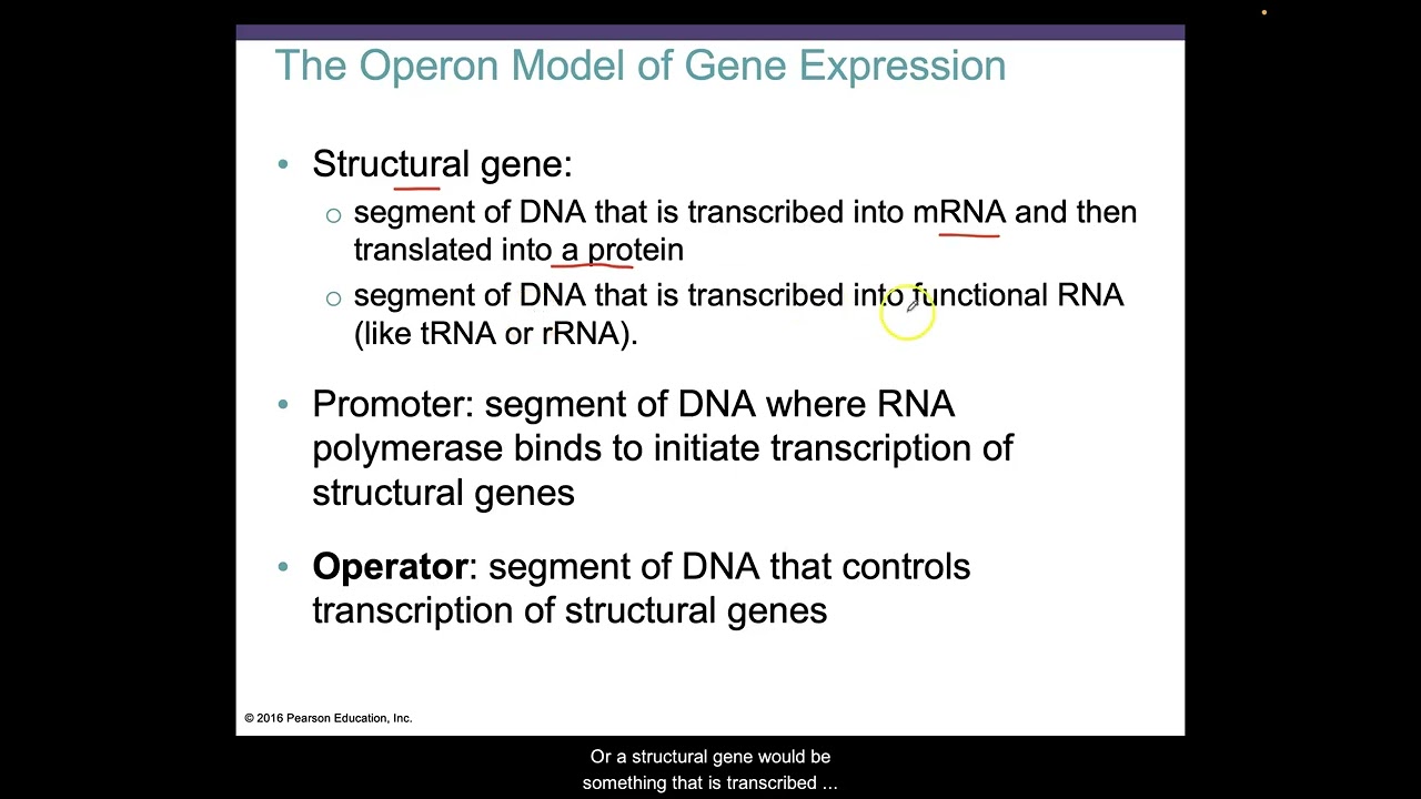 Gene Expression