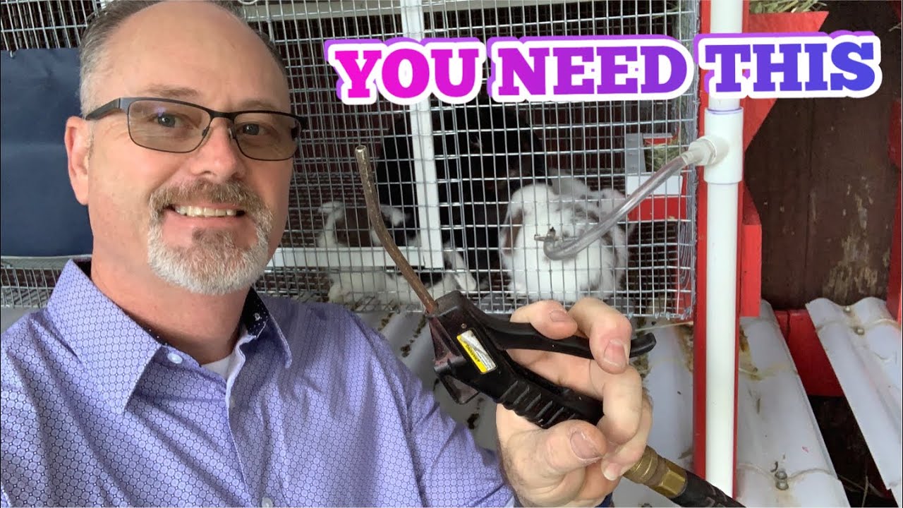 YOU NEED THIS IN YOUR RABBITRY - Apopka Hollands 4-9-22