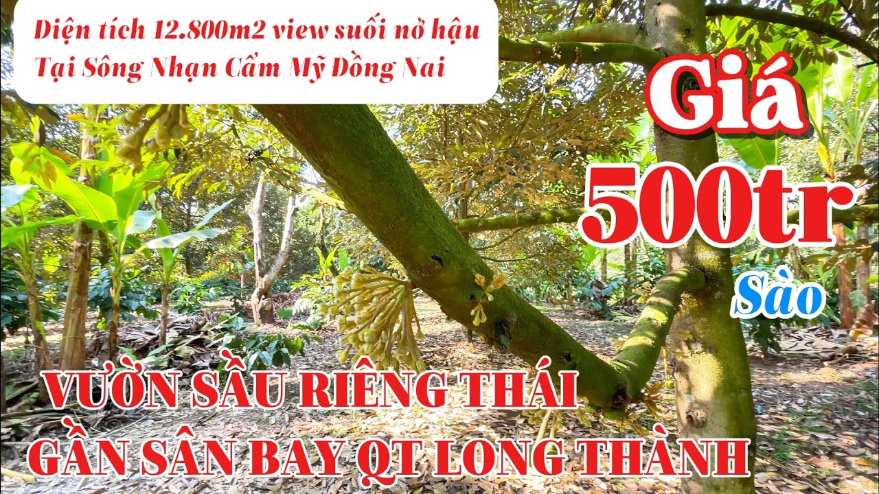 Giá 500tr/sào cho vườn sầu riêng view suối nở hậu quá đẹp, gần sân bay QT Long Thành. #batdongsan 