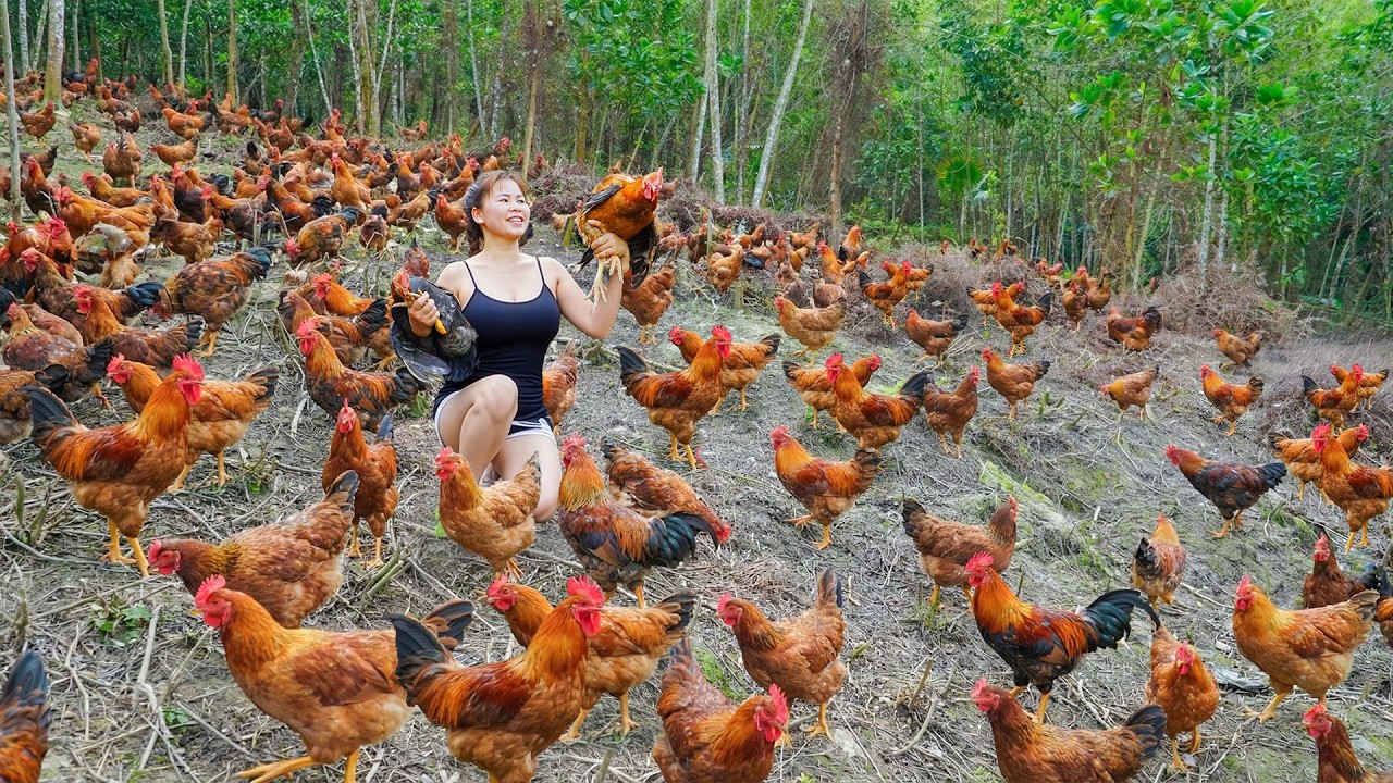Buy Lots of Chickens from Ly Phuc Vy's farm, Using Horse-drawn Carts Transport Chickens Go To Sell