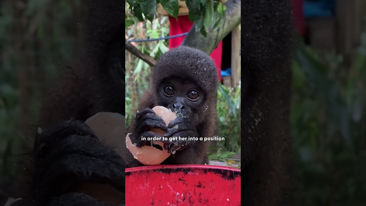 Baby Monkey Rescued From Pet Trade Gets A Wild Family | The Dodo