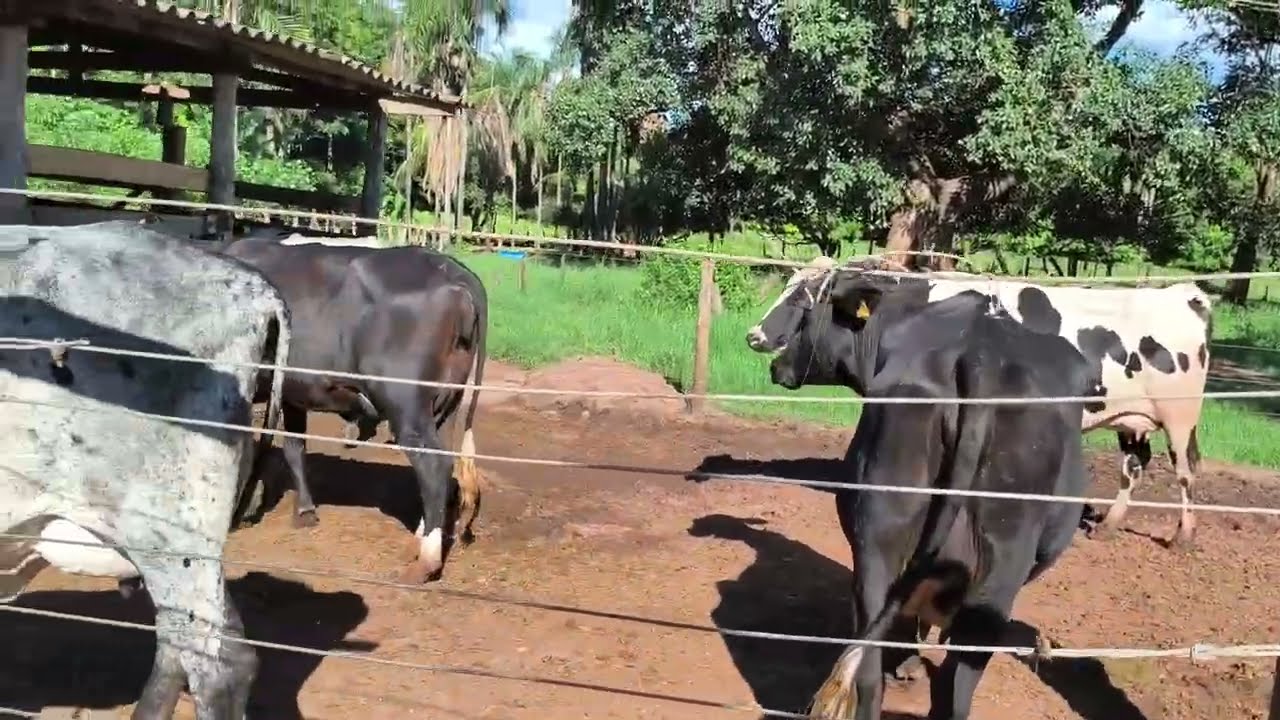 quantos  está me sobrando  de dinheiro livre com o leite de 2.10  estou  tirando 500 litros  au dia 