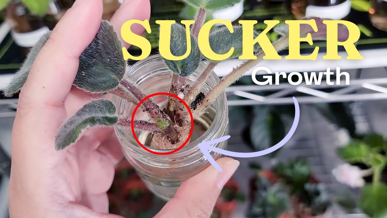 Removing African Violet Suckers and My Secret to Grow Roots Fast | Plant Chores