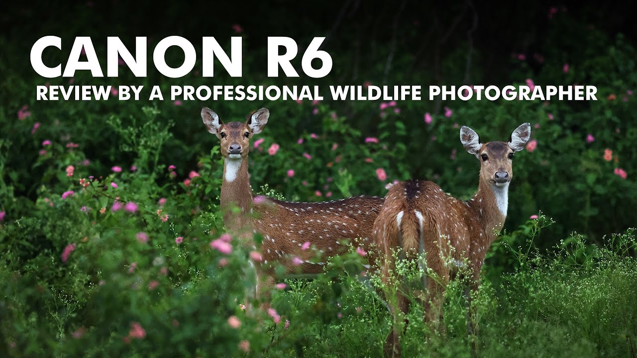 Canon R6 for Wildlife Photography