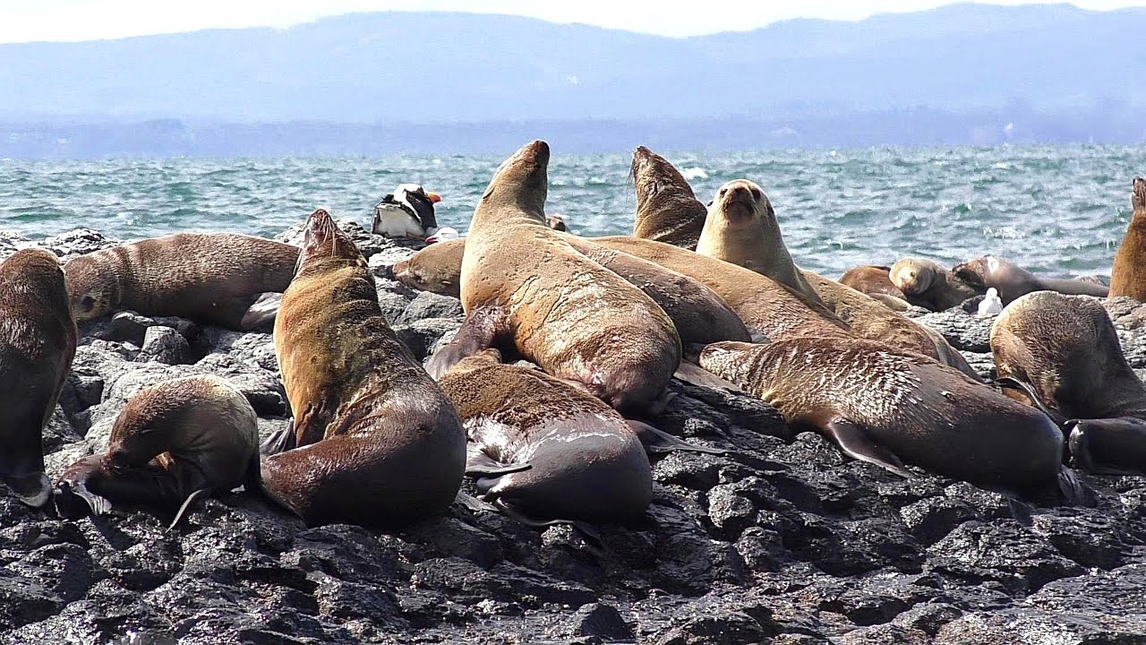Australian Fur Seals (Arctocephalus pusillus) at Stanley