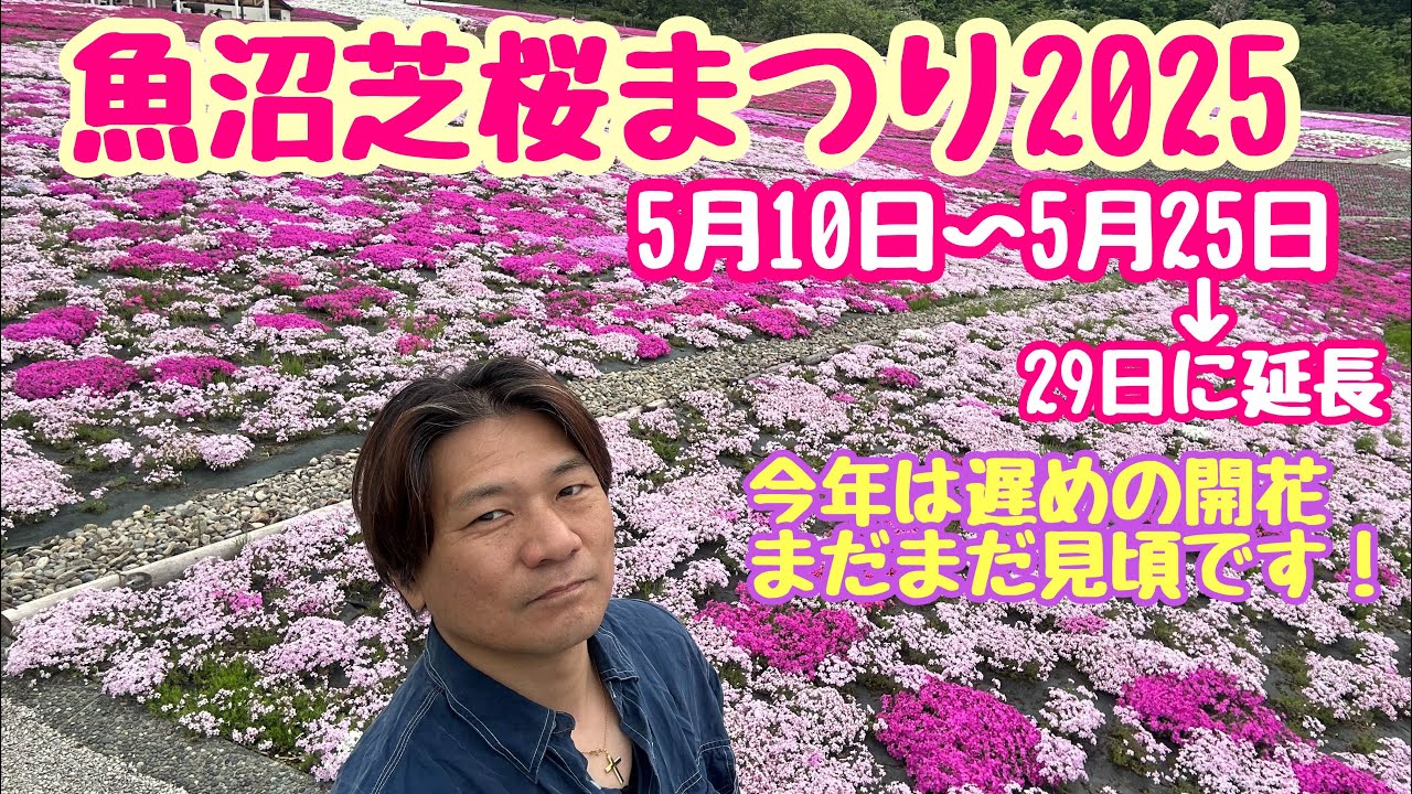 2025年5月20日 魚沼芝桜まつり 今まさに見頃！満開の芝桜 開花遅れの為延長！新潟県魚沼市根小屋