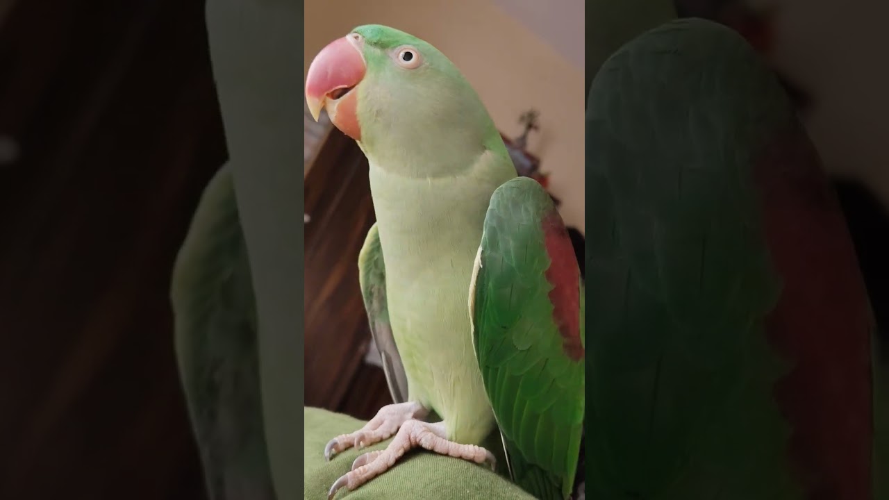 Honey parrot 🦜🦜🦜🦜🦜