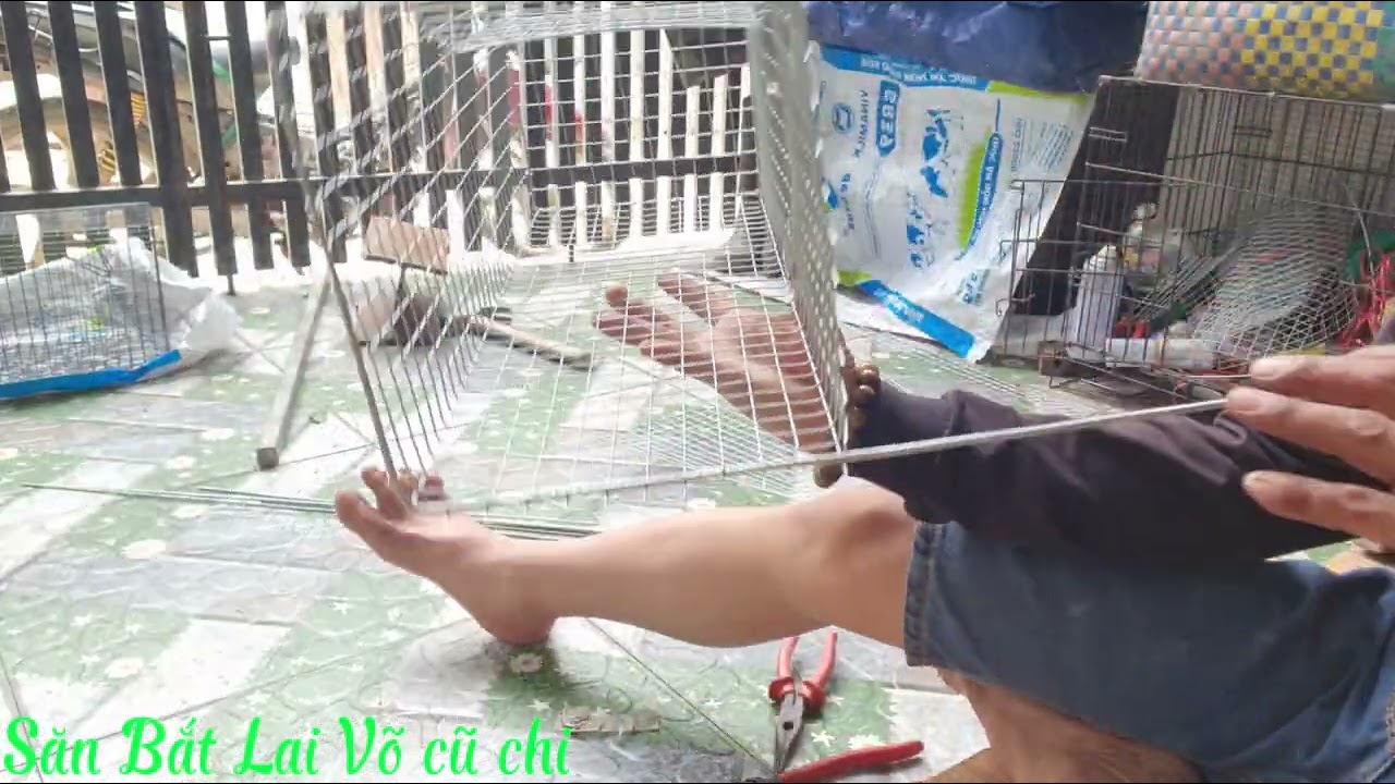 Săn Bắt Lai Võ Củ Chi,,, chia sẻ cách làm bẫy chồn,,,