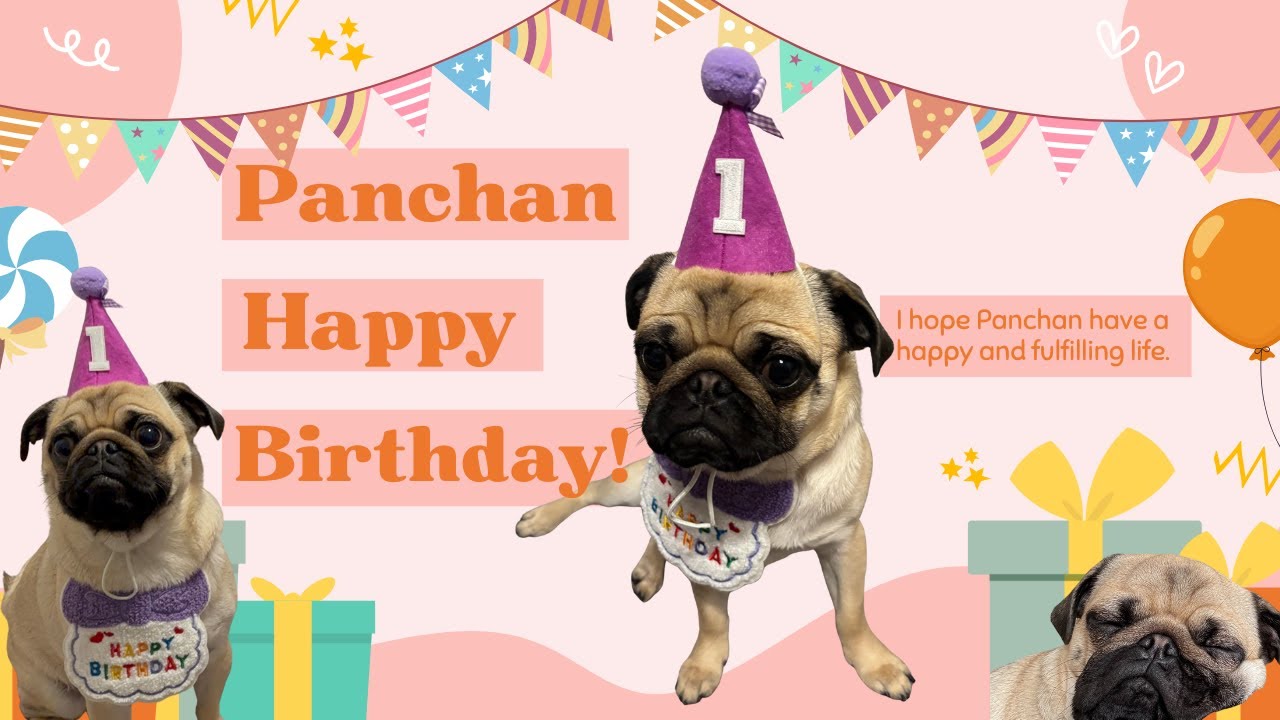 【パンちゃん誕生日】１歳のお祝いしたよ！！