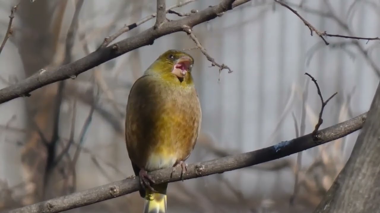 野鳥・カワラヒワ　　裸木に群れを離れや河原鶸