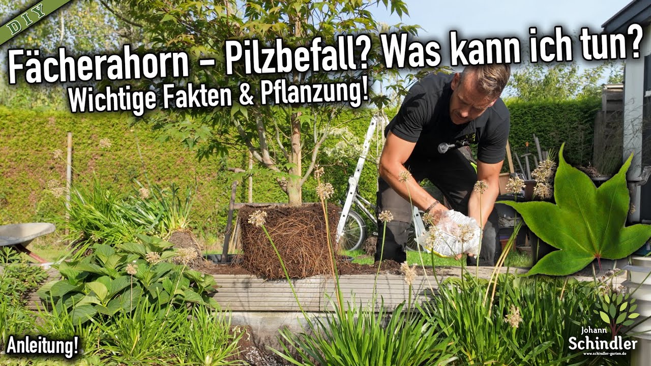 Fächerahorn richtig Pflanzen - Schritt für Schritt - Braune Blätter? Was kann ich tun! * Welkepilz