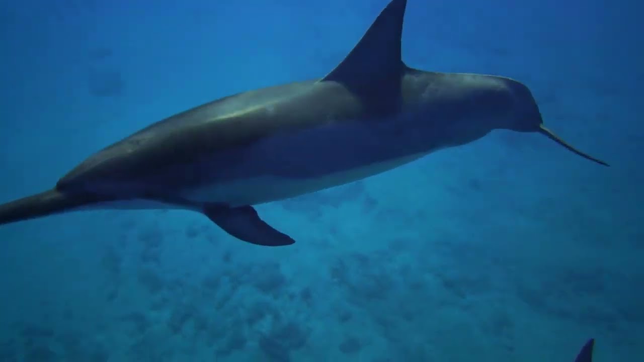 Save the Ocean