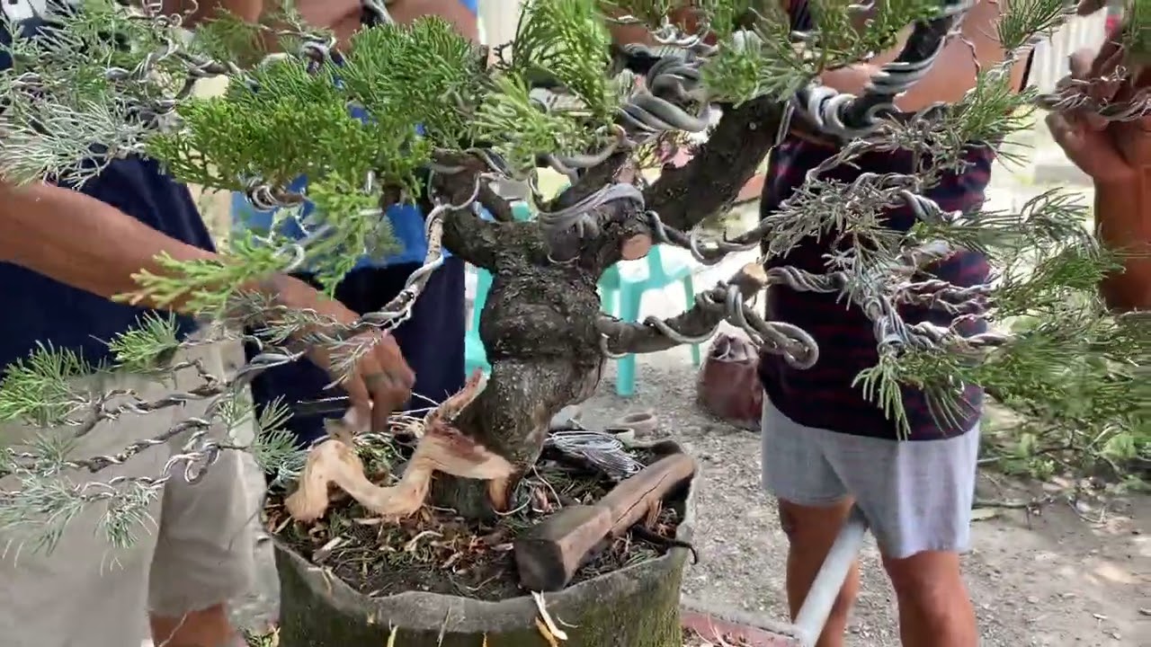 JUNIPER -  new bonsai collection sa Pilipinas