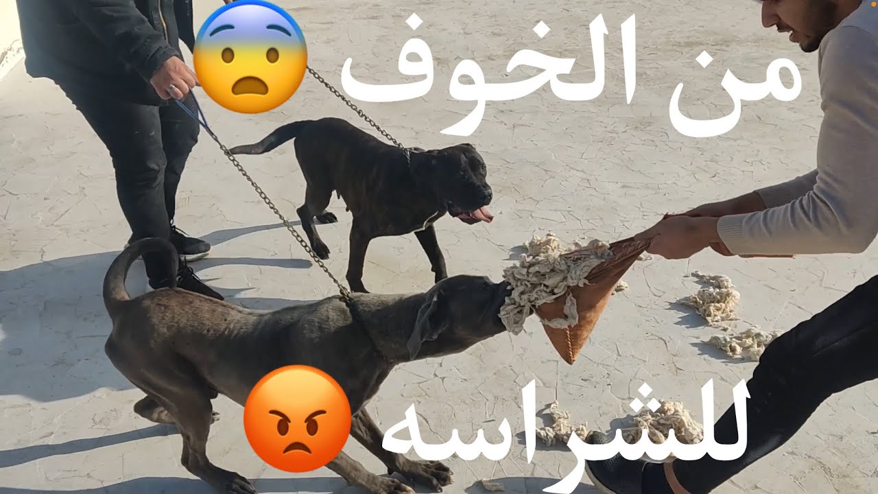 Cane corso تدريب كلب جبان على الشراسه