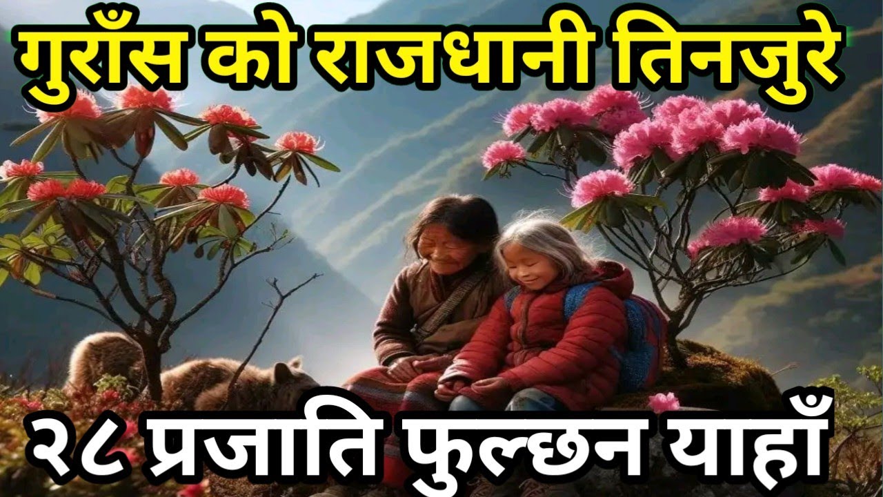 लालिगुराँसले सजिदै तिनजुरे || Capital Of Rhododendron || 32 Types Of Rhododendron || Karki Binod
