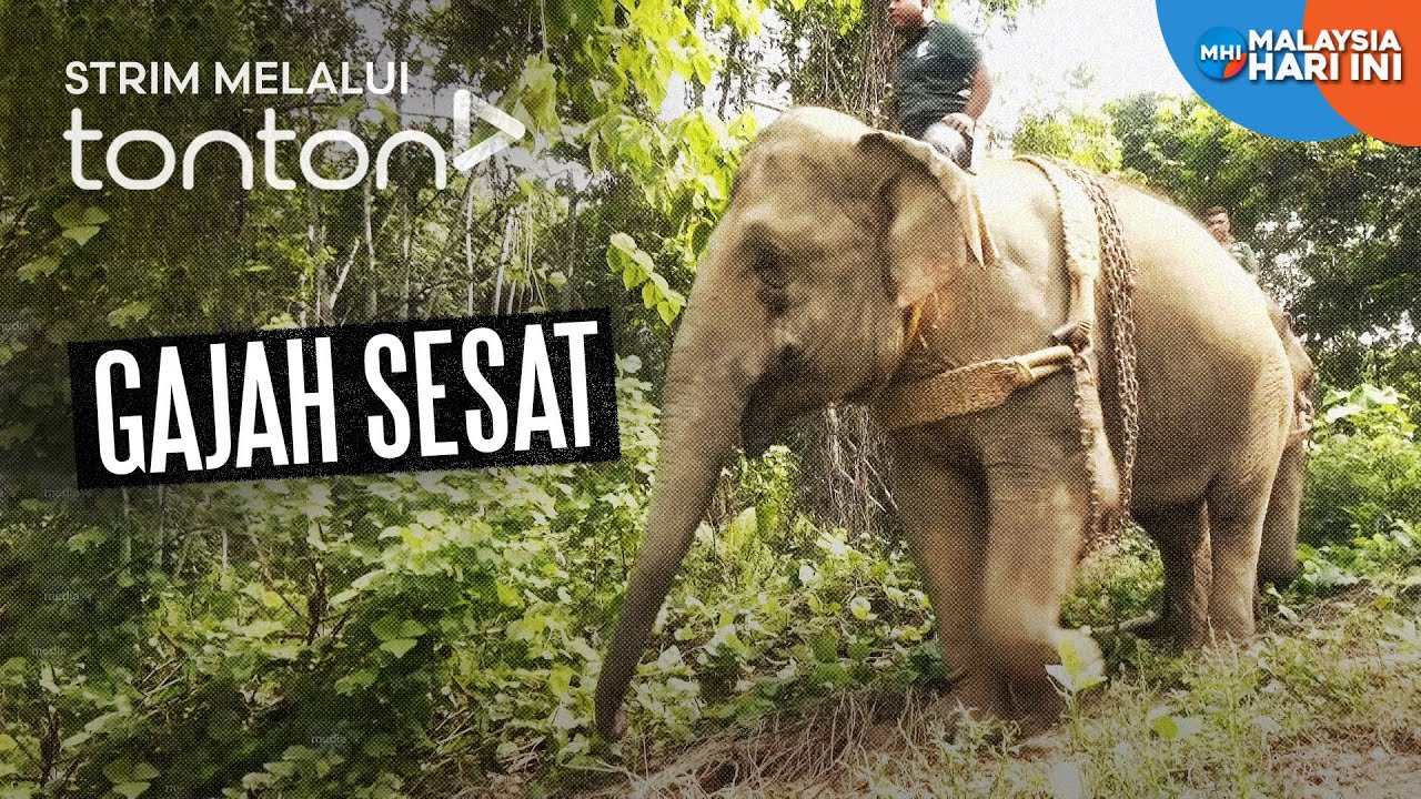 [CLIP] MHI (28 Aug 2025): Gajah Sesat | Tonton