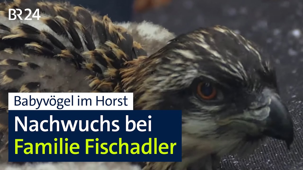 Fischadler-Bruterfolg – Zwei Jungvögel werden beringt | BR24