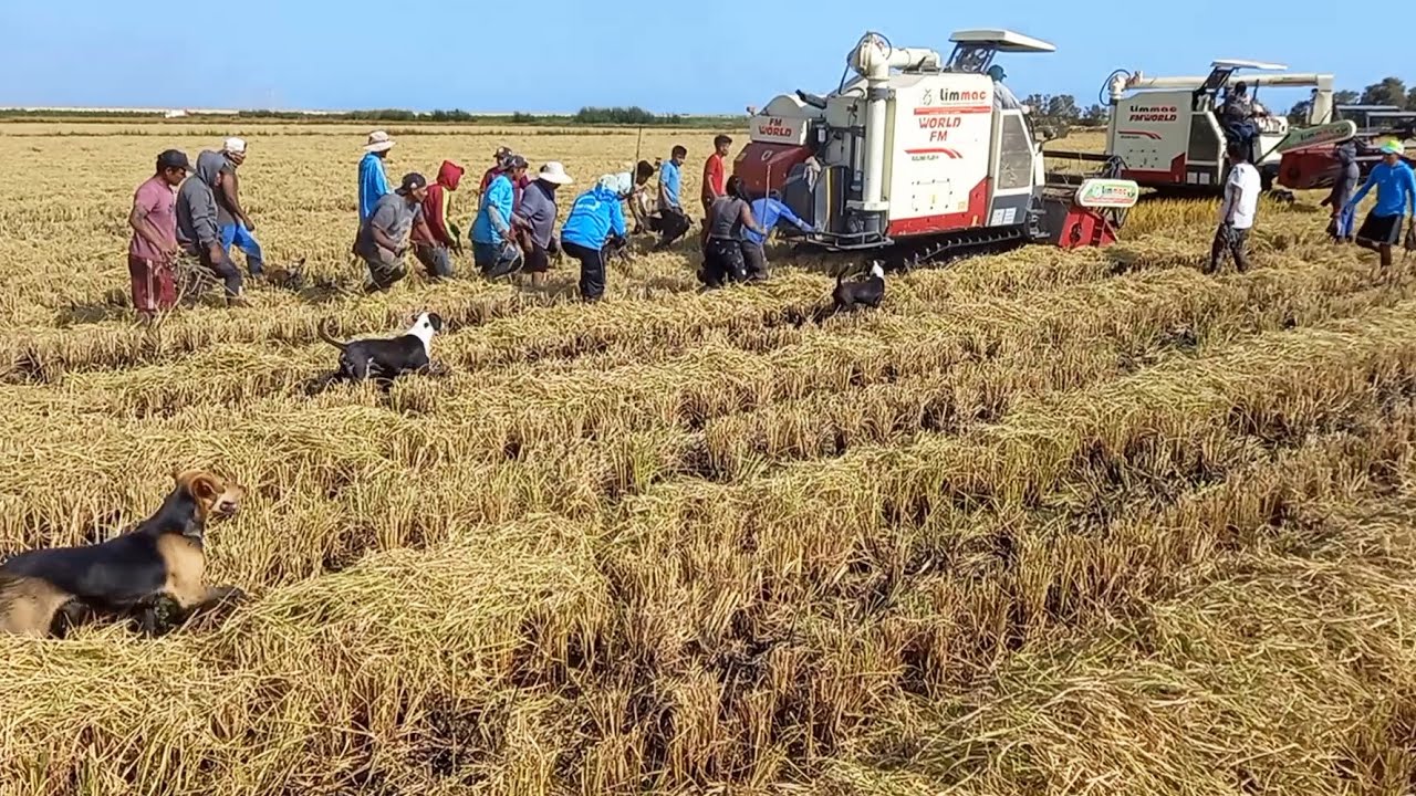 As&iacute; Atrapan los Hombres y Perros Cazadores las GALLINULAS Negras de Pico Rojo - Pesca de Chocas