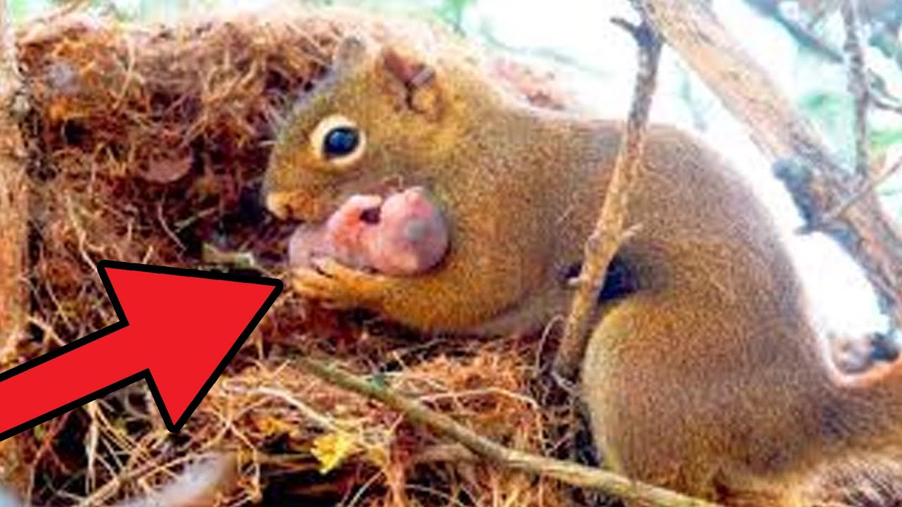 Uno Scoiattolo Mi Prega Di Salvare Il Suo Bambino, Ecco Cosa ...